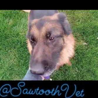 Hippie, a Adopted German Shepherd Dog in Jerome, ID image 6/6