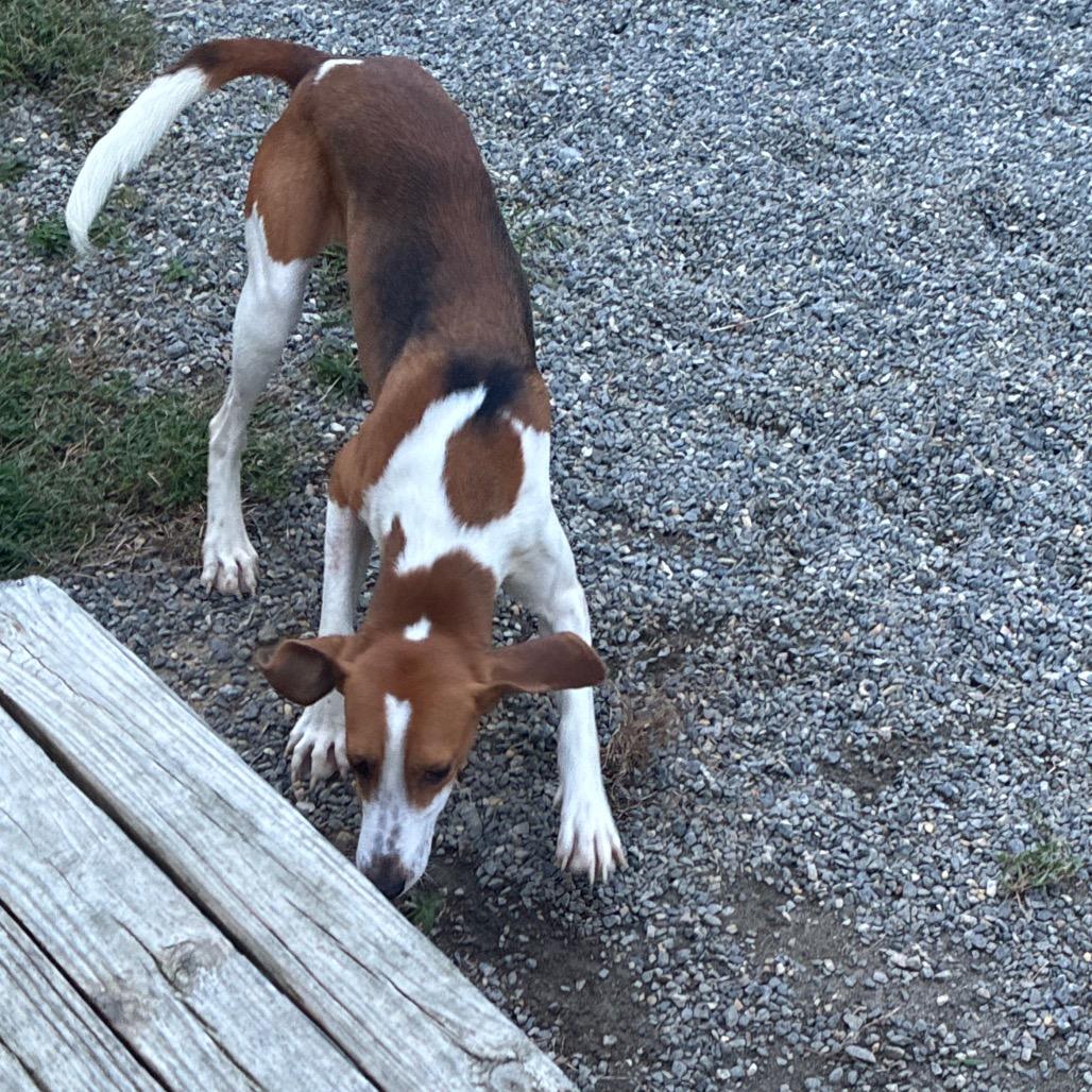 Travis Touchdown, Adoptable, Adult Male Mixed Breed.