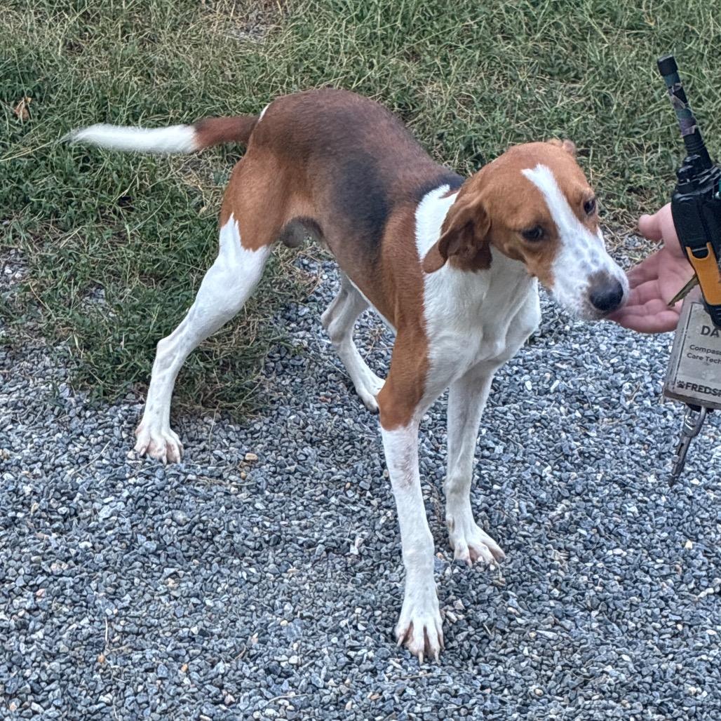 Enlarge Travis Touchdown, a Adoptable Mixed Breed in Fredericksburg, VA image 2/6