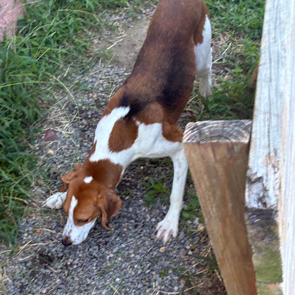 Enlarge Travis Touchdown, a Adoptable Mixed Breed in Fredericksburg, VA image 3/6
