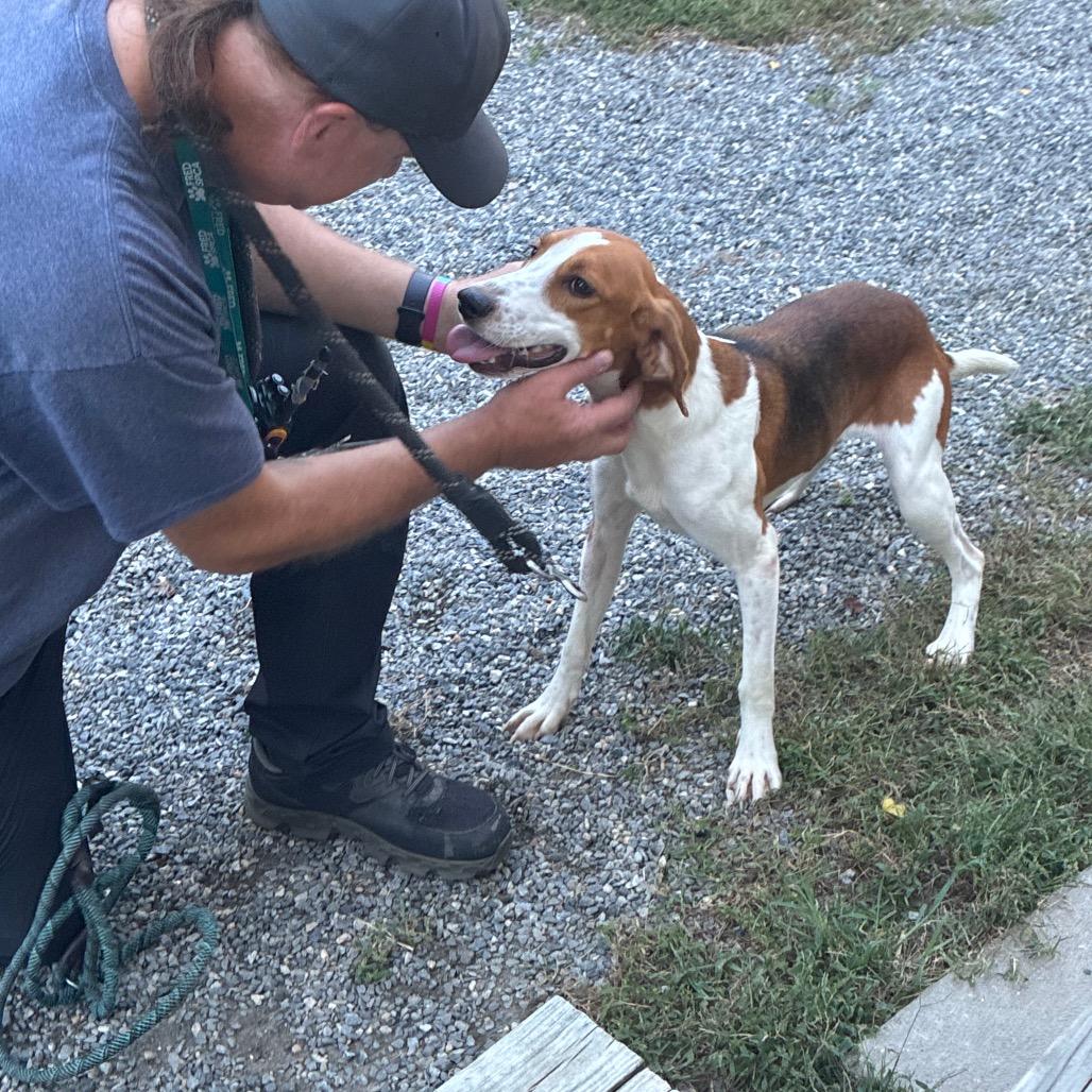 Enlarge Travis Touchdown, a Adoptable Mixed Breed in Fredericksburg, VA image 4/6