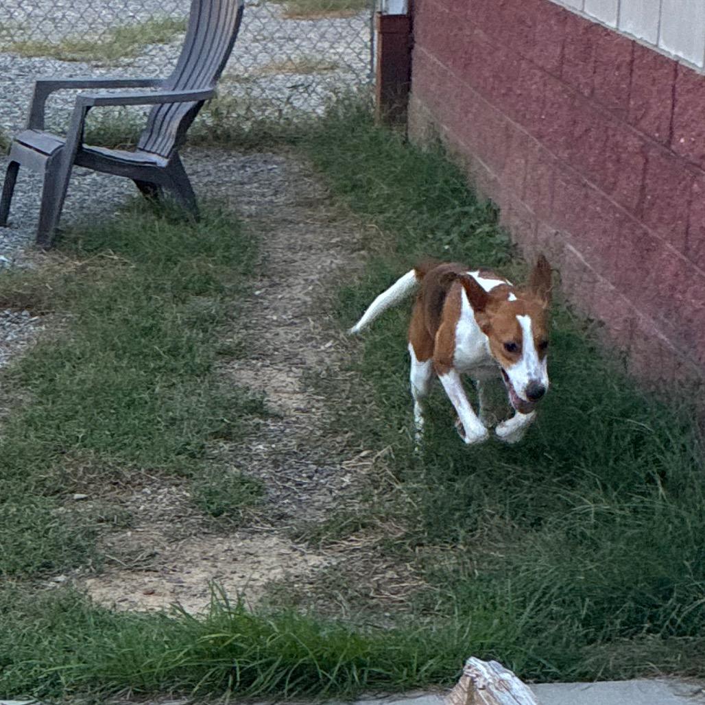 Enlarge Travis Touchdown, a Adoptable Mixed Breed in Fredericksburg, VA image 5/6