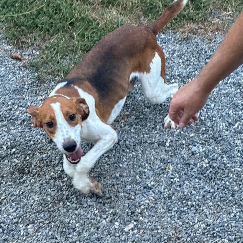 Enlarge Travis Touchdown, a Adoptable Mixed Breed in Fredericksburg, VA image 6/6