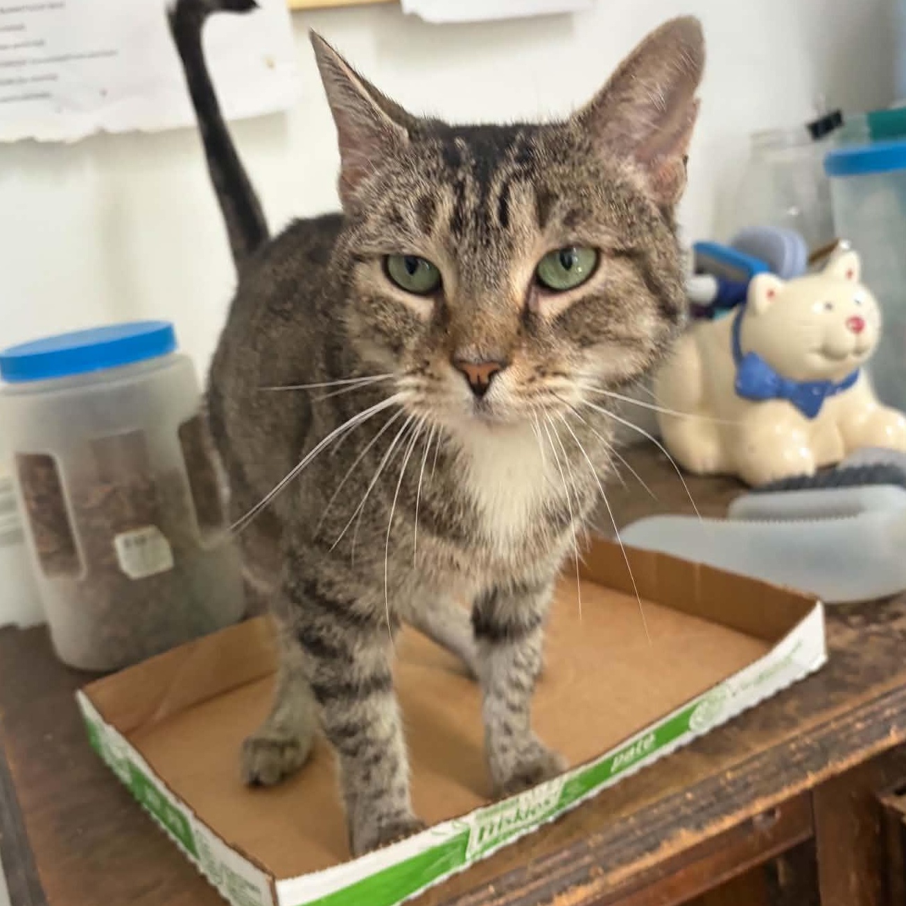 Enlarge Megan (extremely affectionate), a ADOPTABLE Tabby in Huntington, NY image 2/5