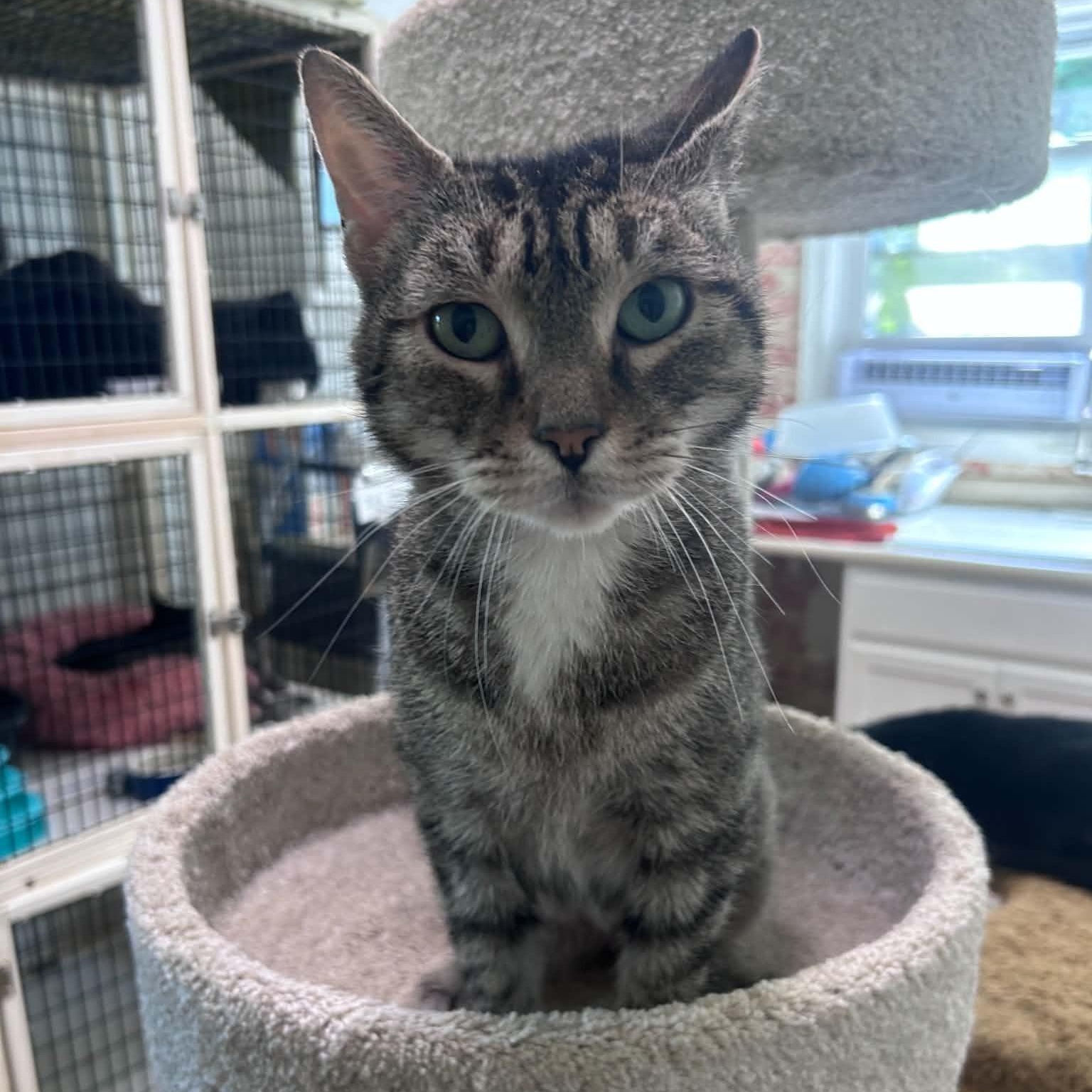 Enlarge Megan (extremely affectionate), a ADOPTABLE Tabby in Huntington, NY image 3/5