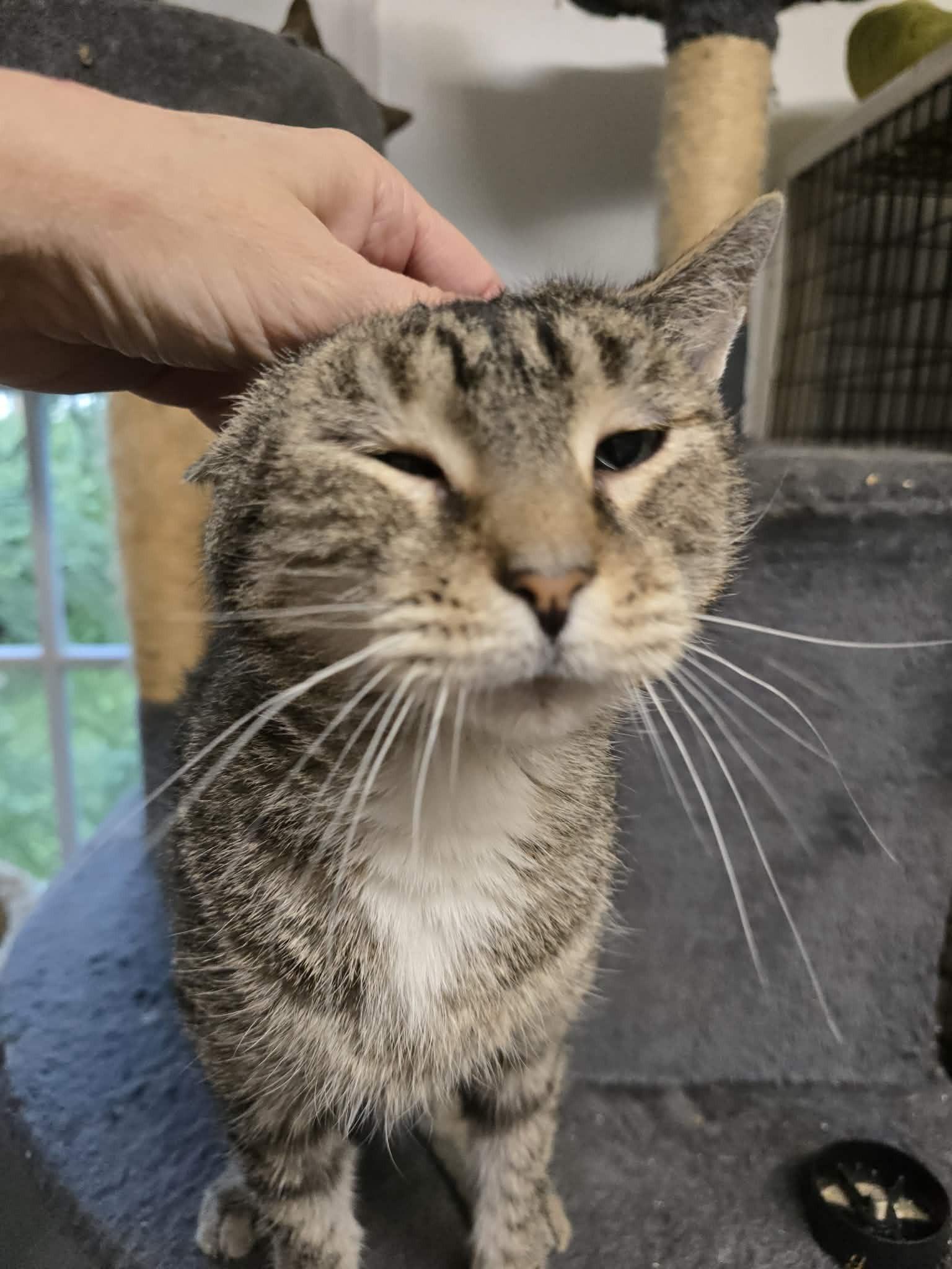 Enlarge Megan (extremely affectionate), a ADOPTABLE Tabby in Huntington, NY image 5/5