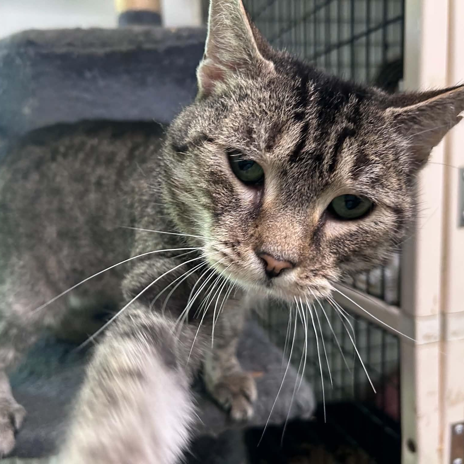 Enlarge Megan (extremely affectionate), a ADOPTABLE Tabby in Huntington, NY image 4/5