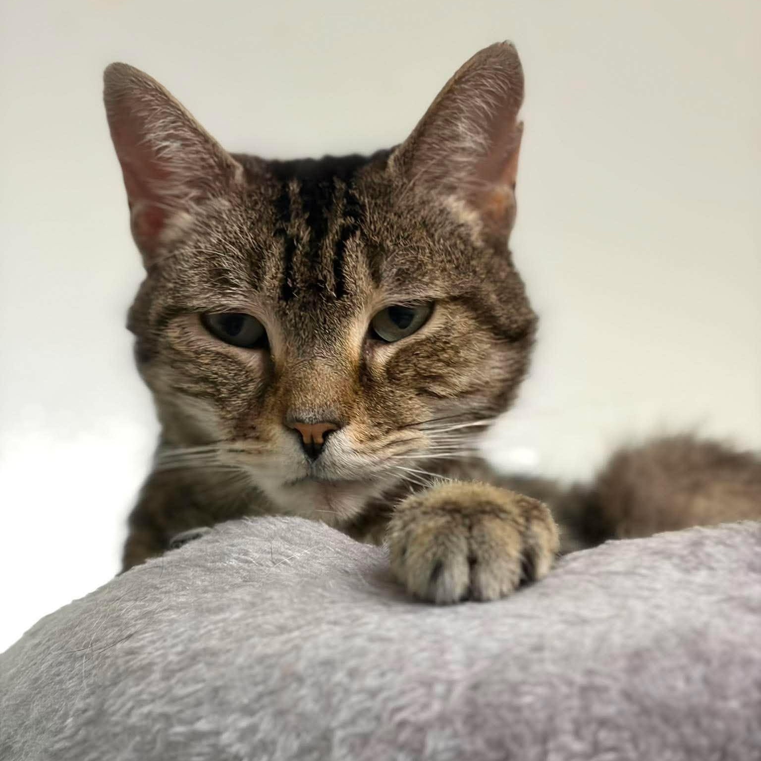 Enlarge Megan (extremely affectionate), a ADOPTABLE Tabby in Huntington, NY image 1/5