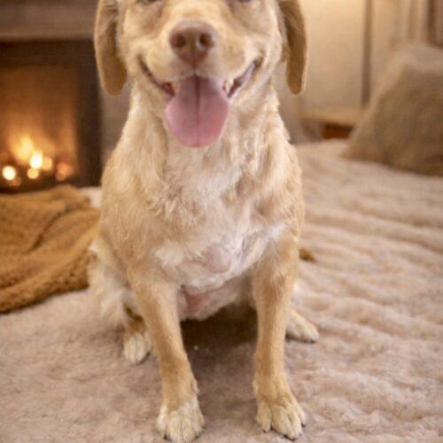 Enlarge Kibby, a Adoptable Chihuahua in Coachella, CA image 2/3