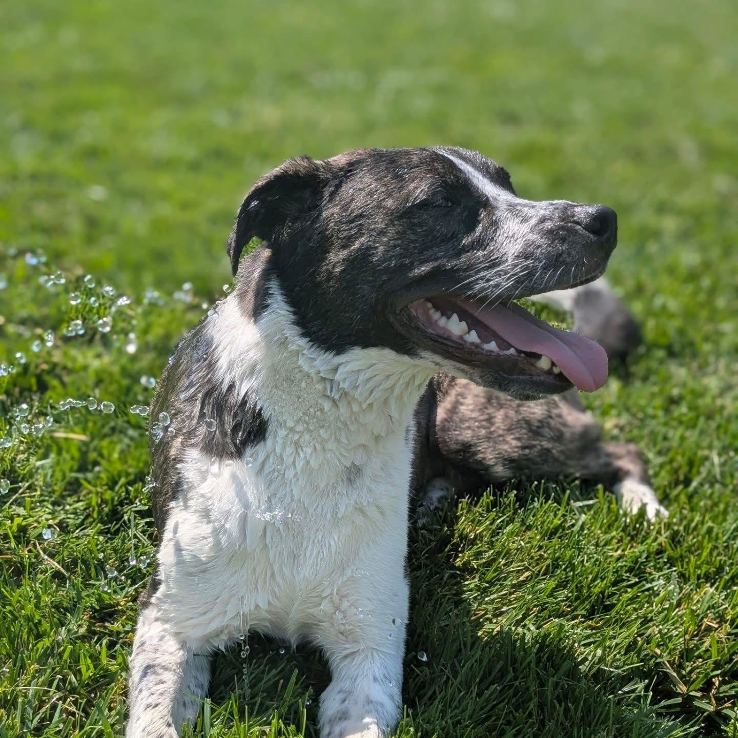 Enlarge Logan HOWLett, a Adoptable mixed breed in Germantown, OH image 1/3