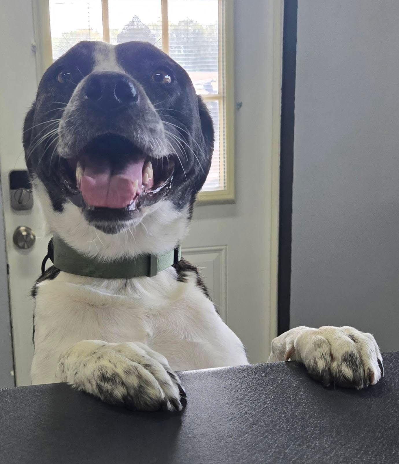 Logan Howlett thumbnail 3