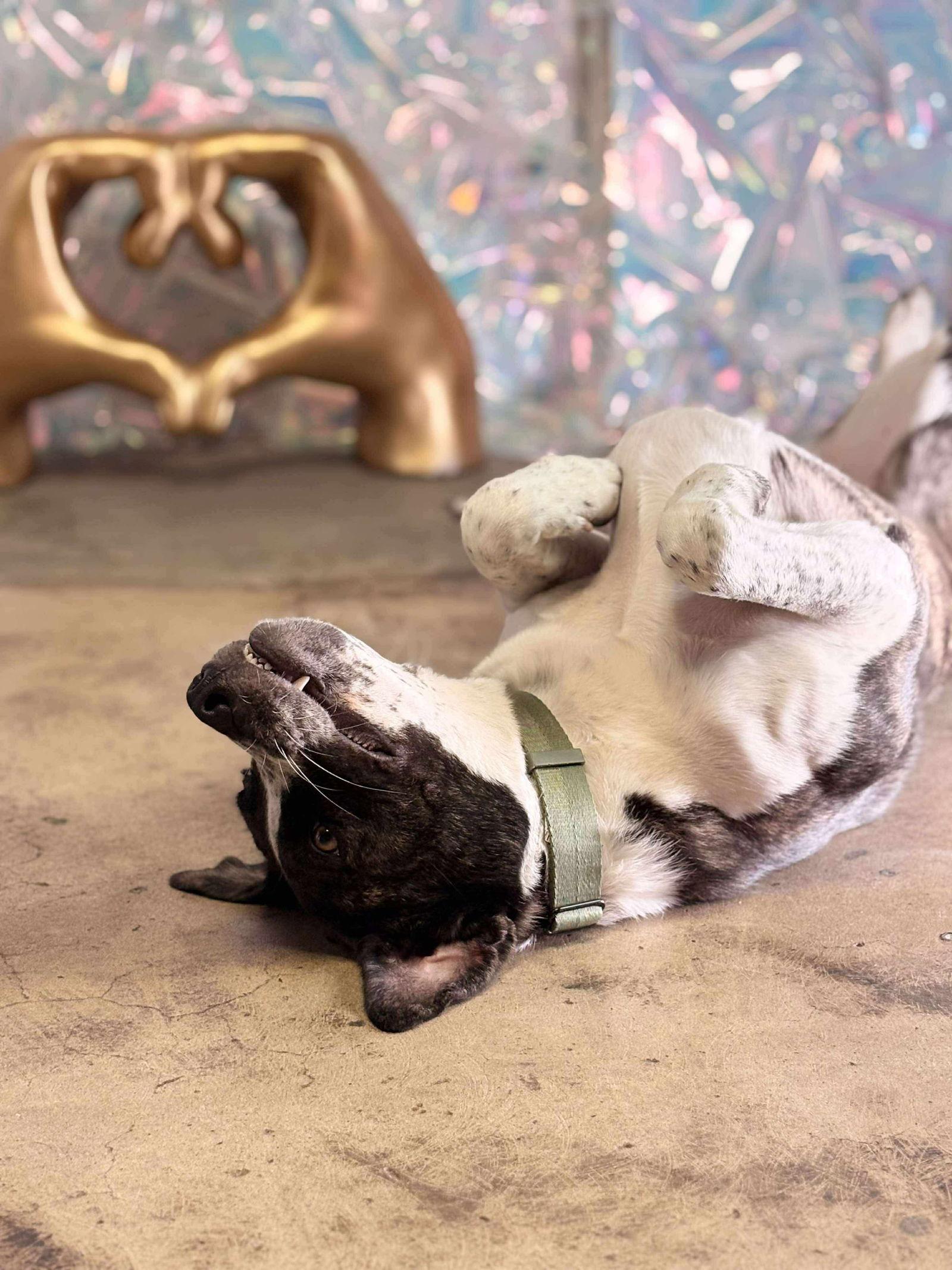 Logan Howlett thumbnail 4