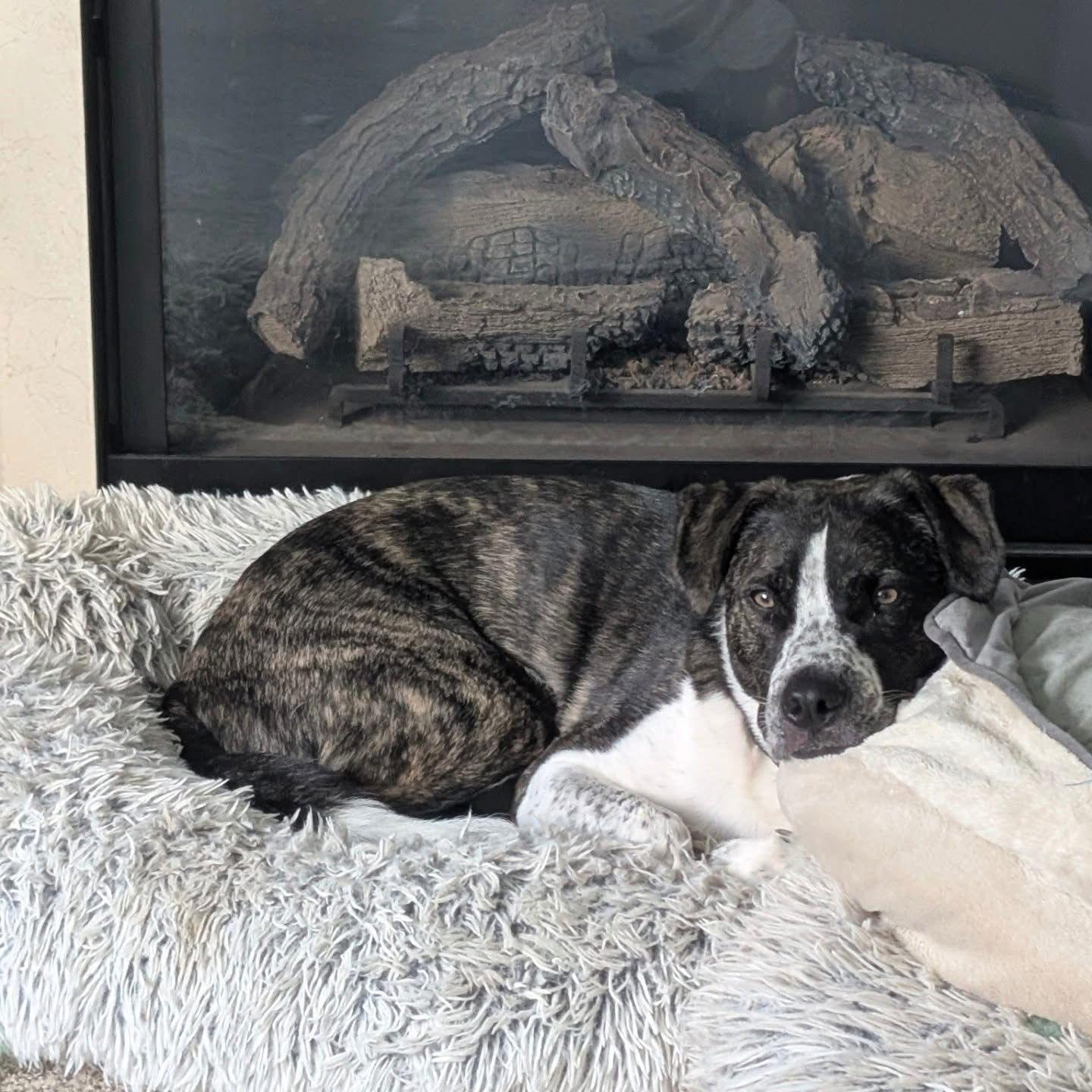 Enlarge Logan HOWLett, a Adoptable mixed breed in Germantown, OH image 2/3