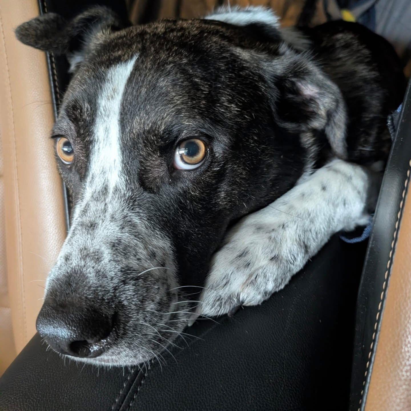 Enlarge Logan HOWLett, a Adoptable mixed breed in Germantown, OH image 3/3