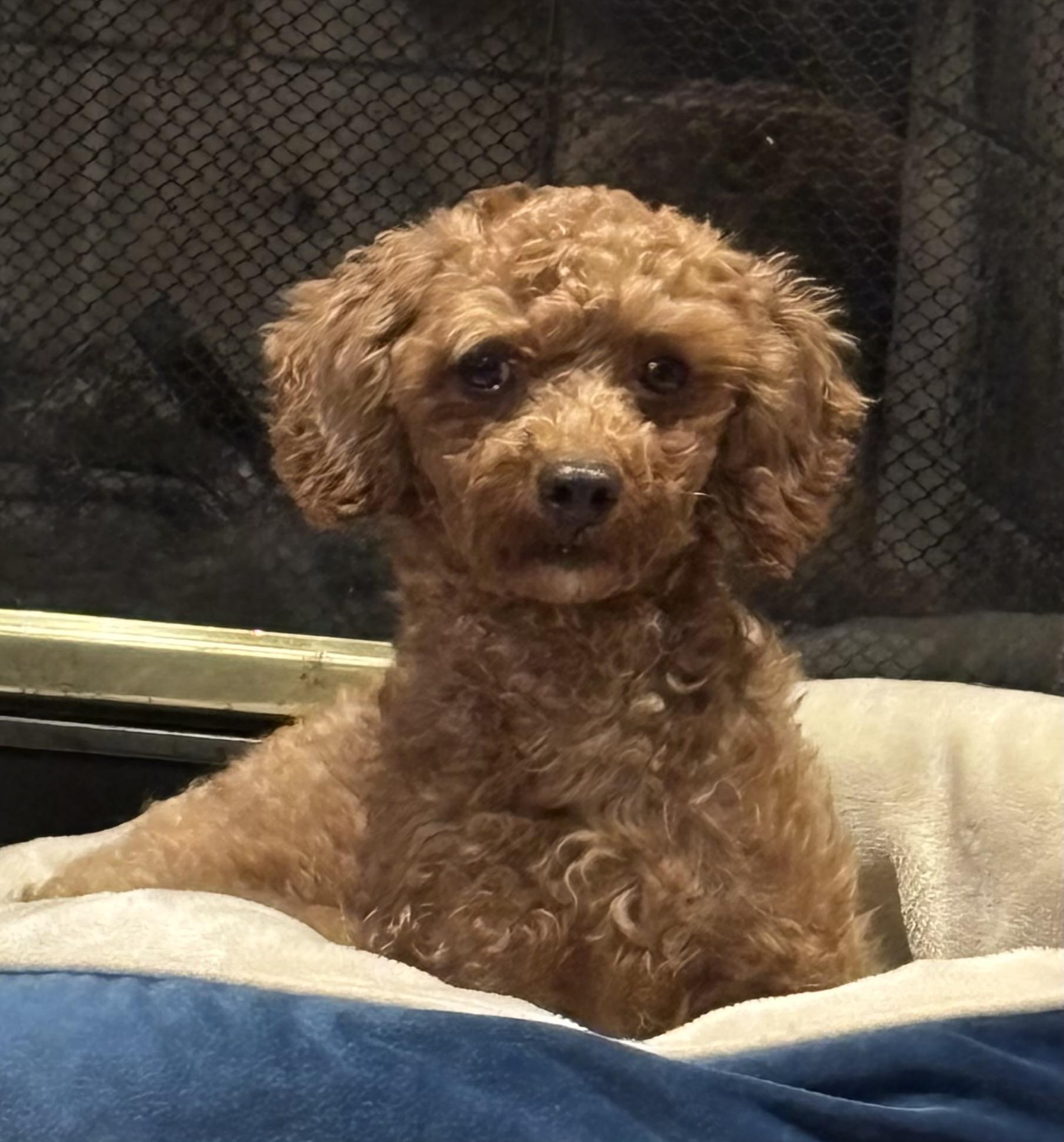 Olive, adopted, Adult Female Poodle.