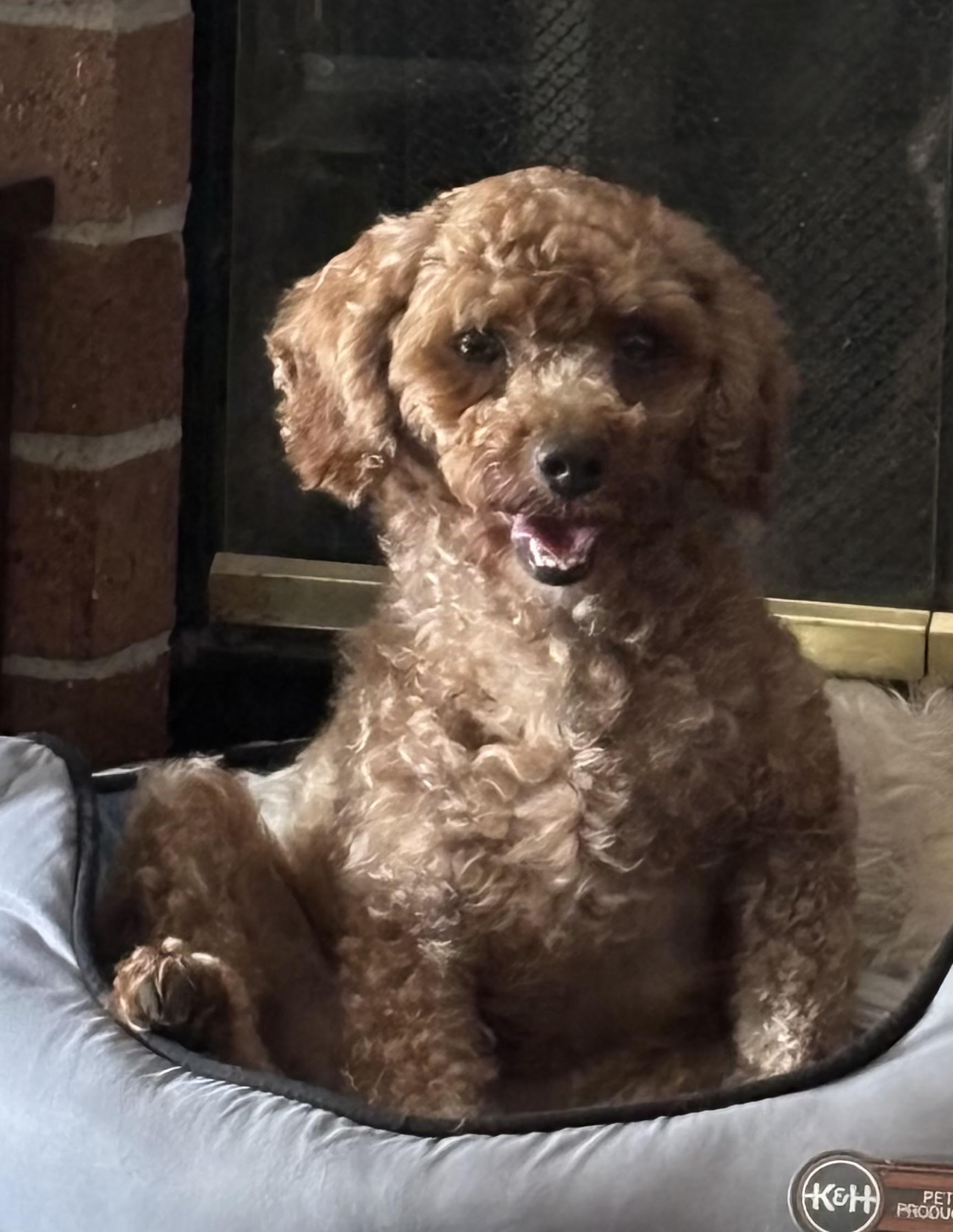 Enlarge Olive, an adopted Poodle in Overland Park, KS image 2/2