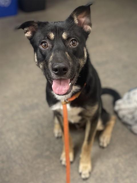 ELIAS - ADOPTION PENDING, Adoptable, Young Male German Shepherd Dog.