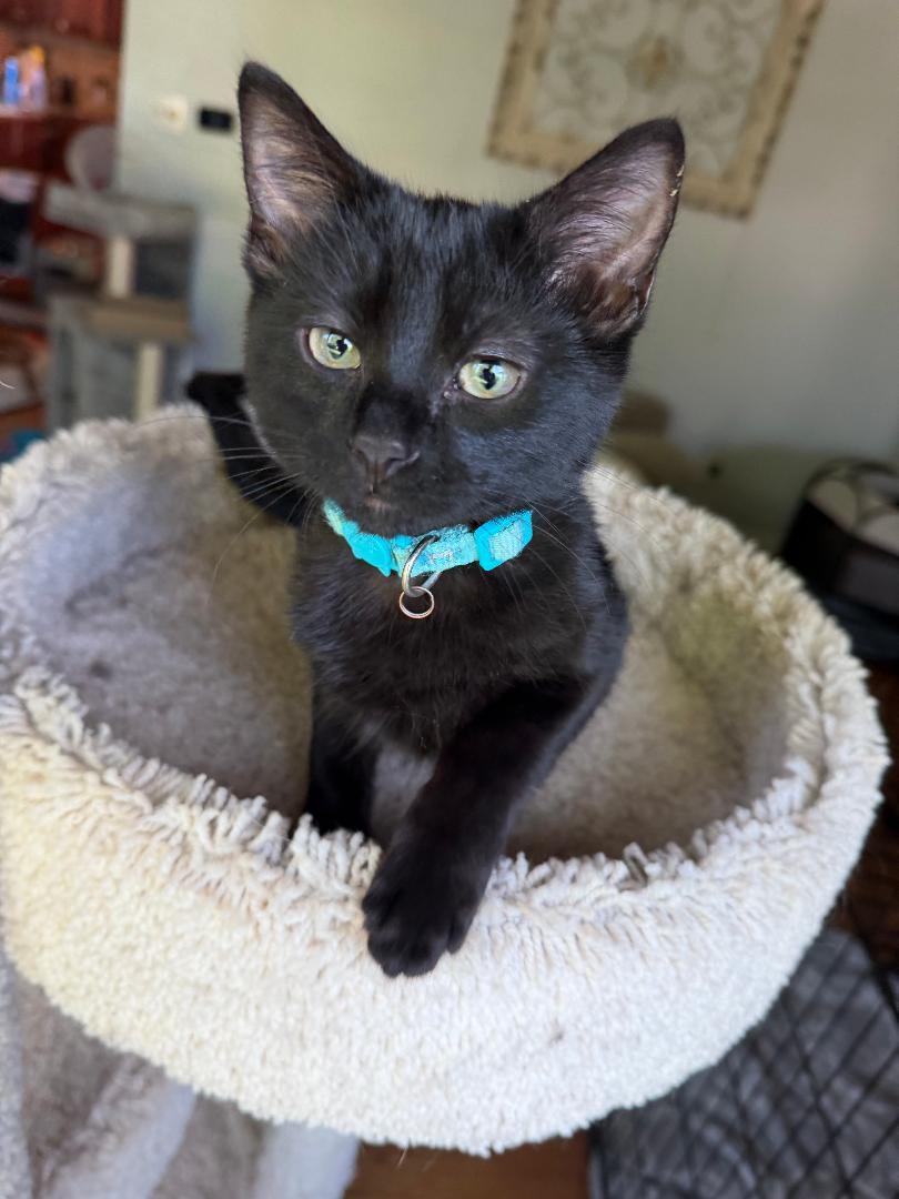 Enlarge Aladdin, an adopted Domestic Short Hair in Mokena, IL image 2/5