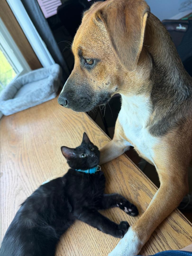 Enlarge Aladdin, an adopted Domestic Short Hair in Mokena, IL image 1/5