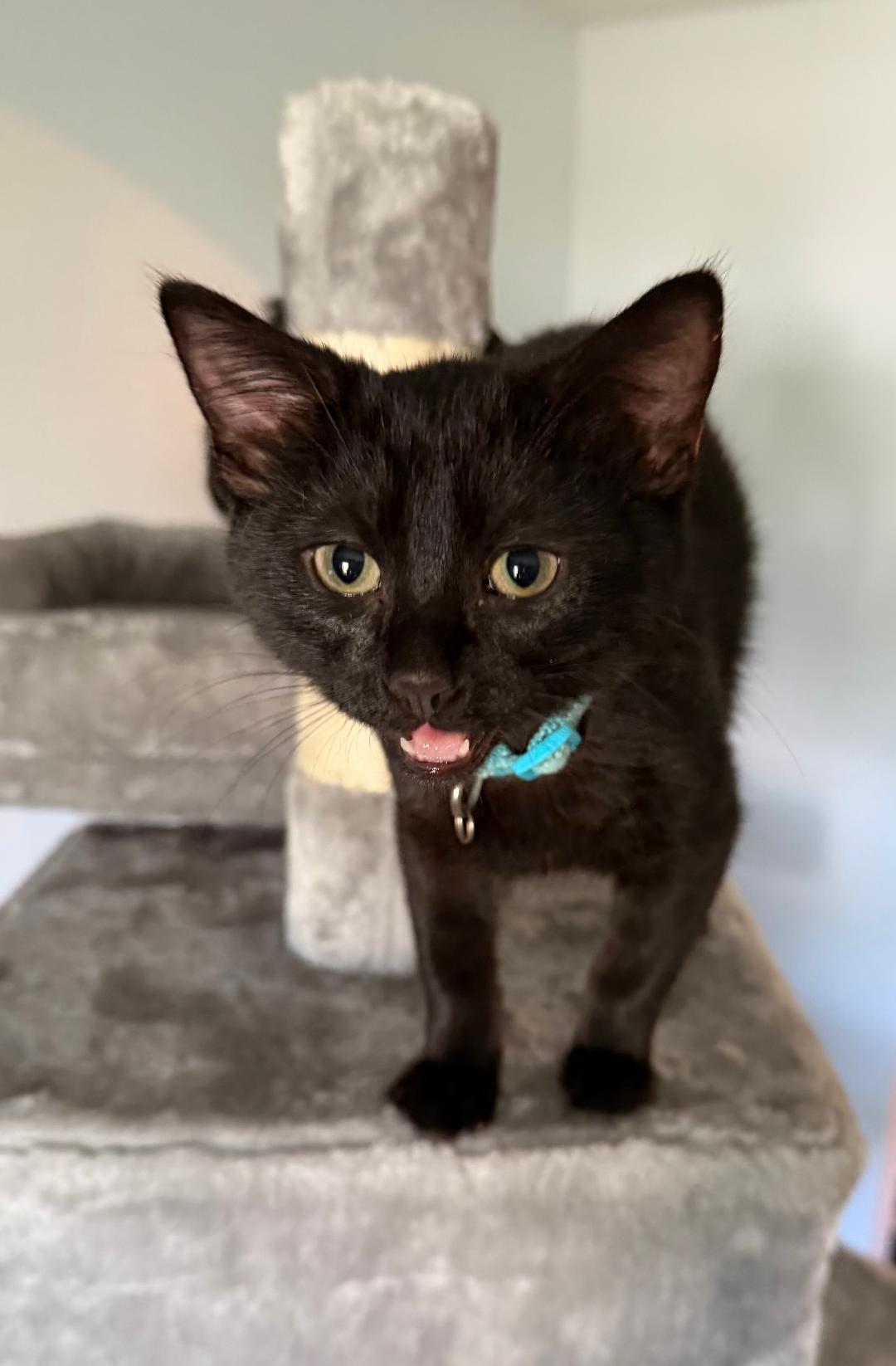 Enlarge Aladdin, an adopted Domestic Short Hair in Mokena, IL image 5/5
