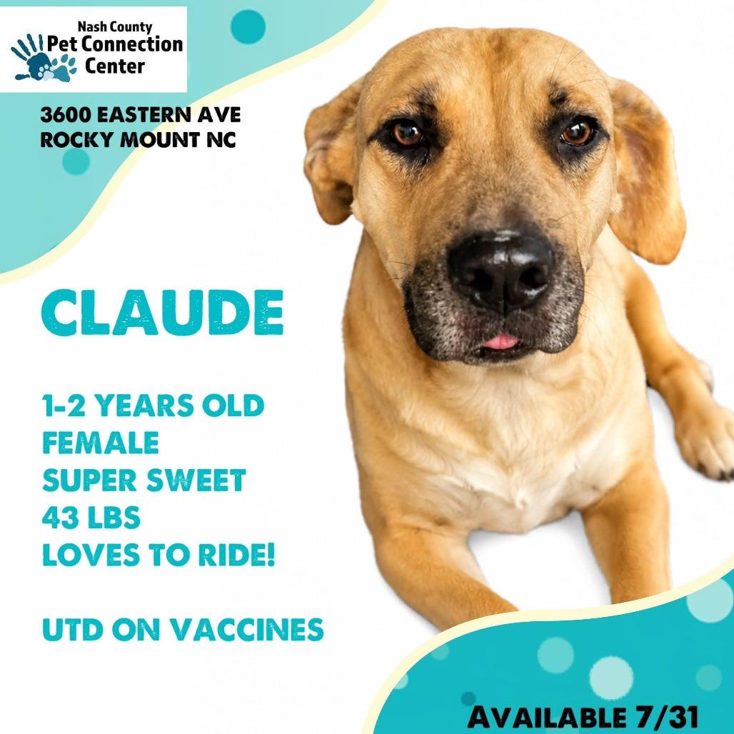 CLAUDE Available NOW - ADOPTION or RESCUE!, Adoptable, Adult Female Mixed Breed.