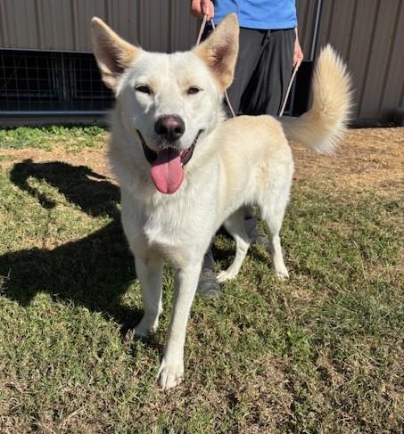 Enlarge Griffon, a Adoptable mixed breed in Madison, WI image 3/5