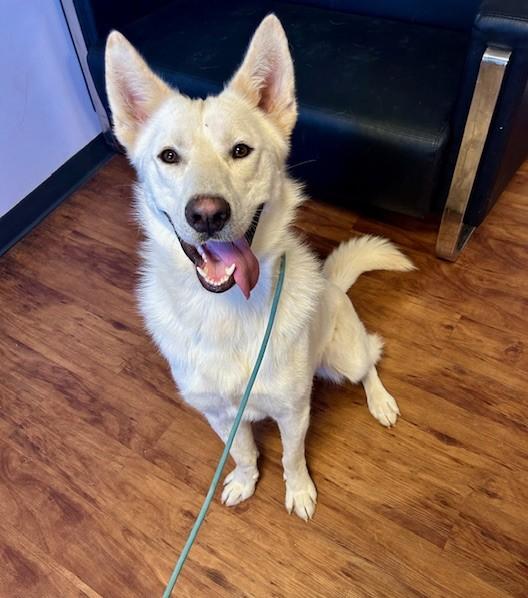 Enlarge Griffon, a Adoptable mixed breed in Madison, WI image 1/5