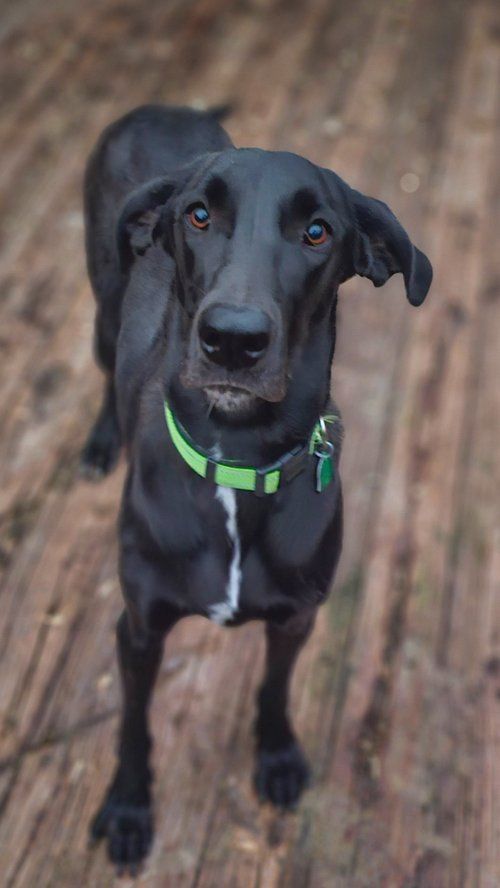 Andie, a Adoptable Great Dane in Toledo, OH image 1/3