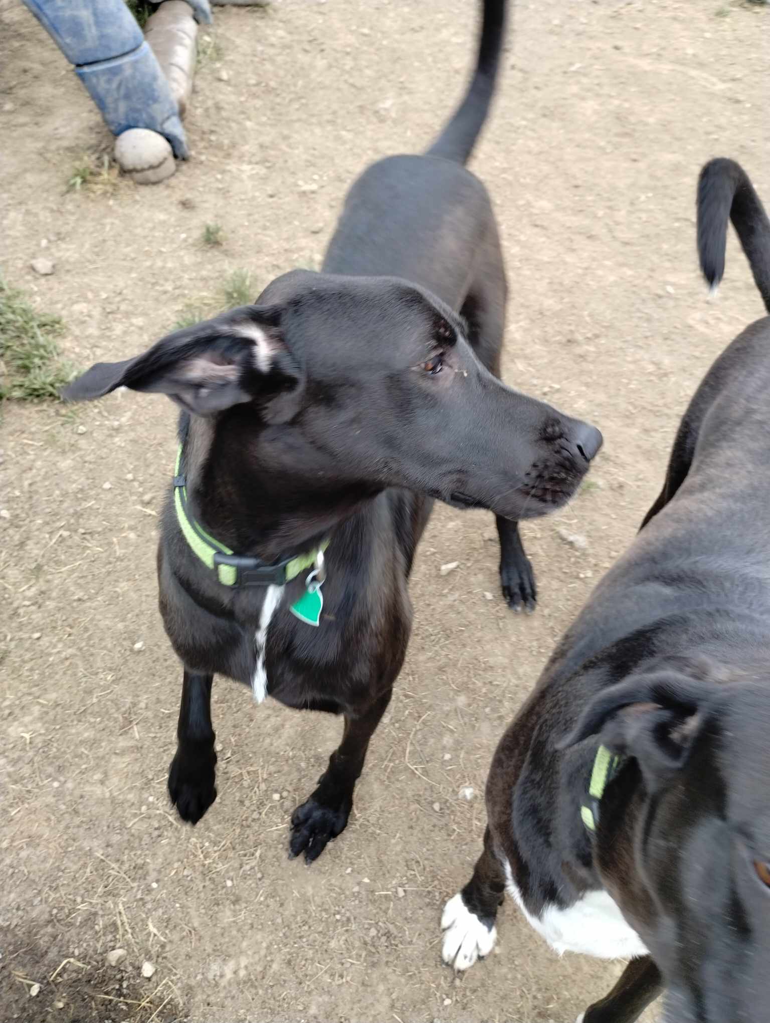 Andie, a Adoptable Great Dane in Toledo, OH image 2/3