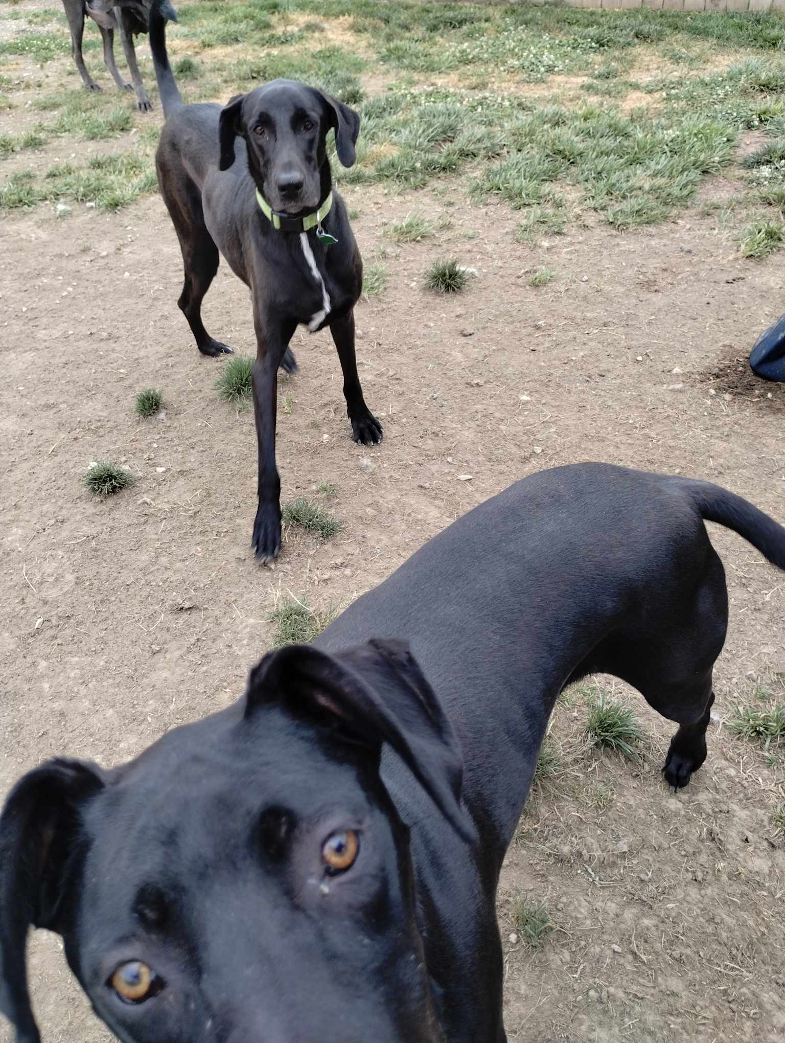 Andie, a Adoptable Great Dane in Toledo, OH image 3/3