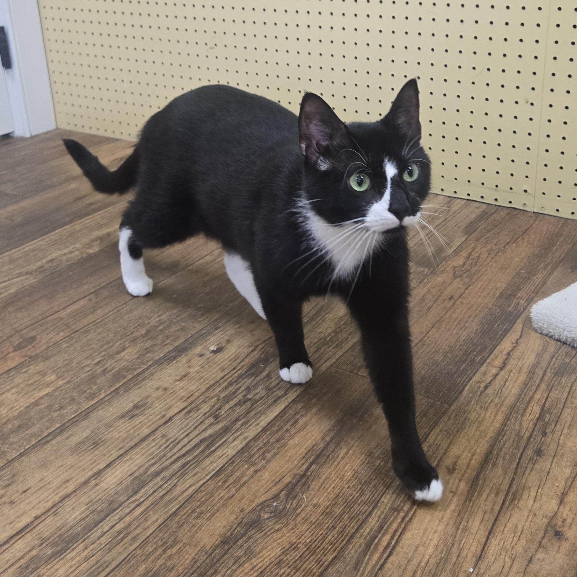 Enlarge Oreo, an adopted Domestic Short Hair in Phoenixville, PA image 2/3
