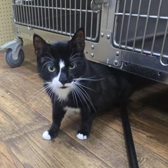 Oreo, adopted, Adult Male Domestic Short Hair.
