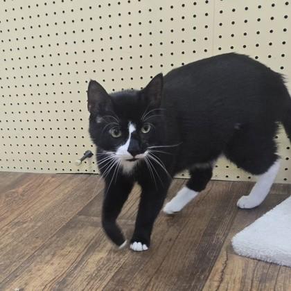 Enlarge Oreo, an adopted Domestic Short Hair in Phoenixville, PA image 3/3