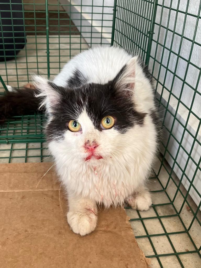 Princess, Adoptable, Young Female Domestic Short Hair.