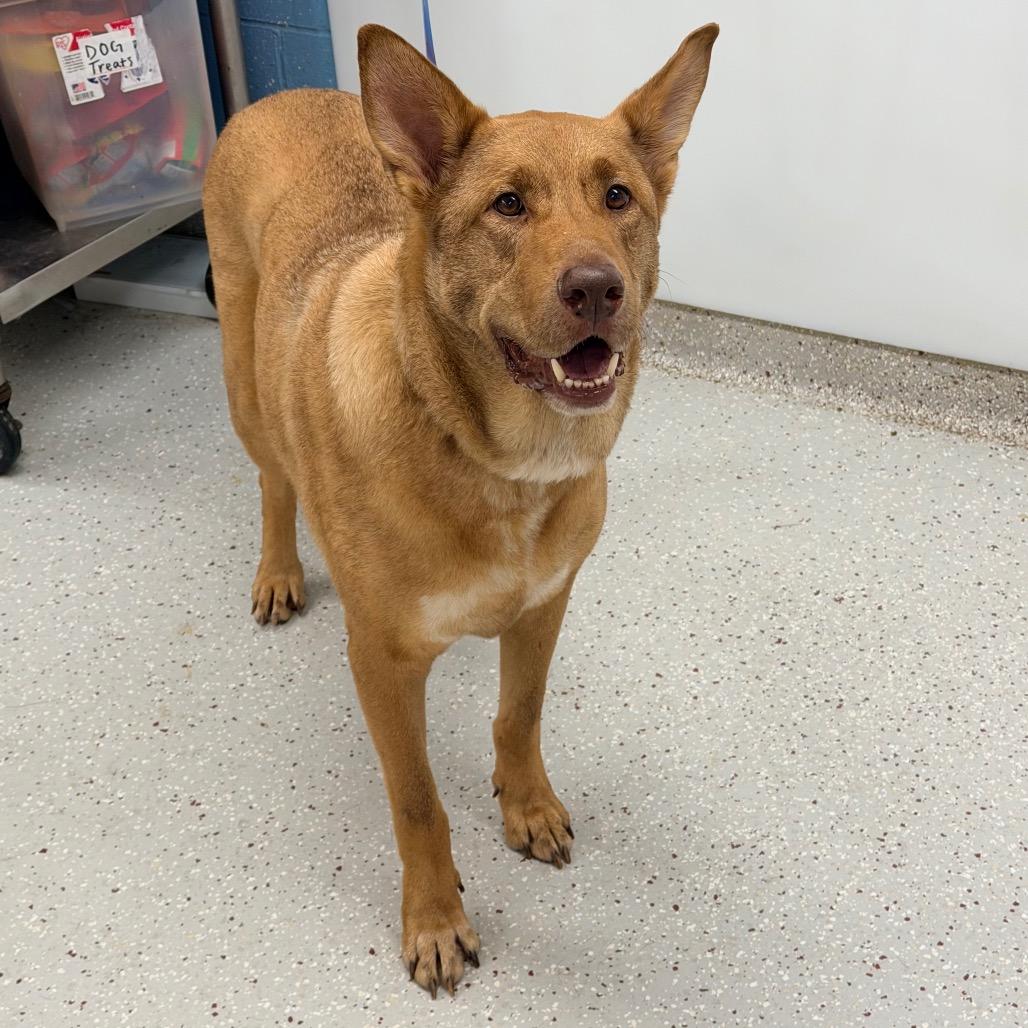 Enlarge Tucker, a Adoptable mixed breed in Indianapolis, IN image 2/2