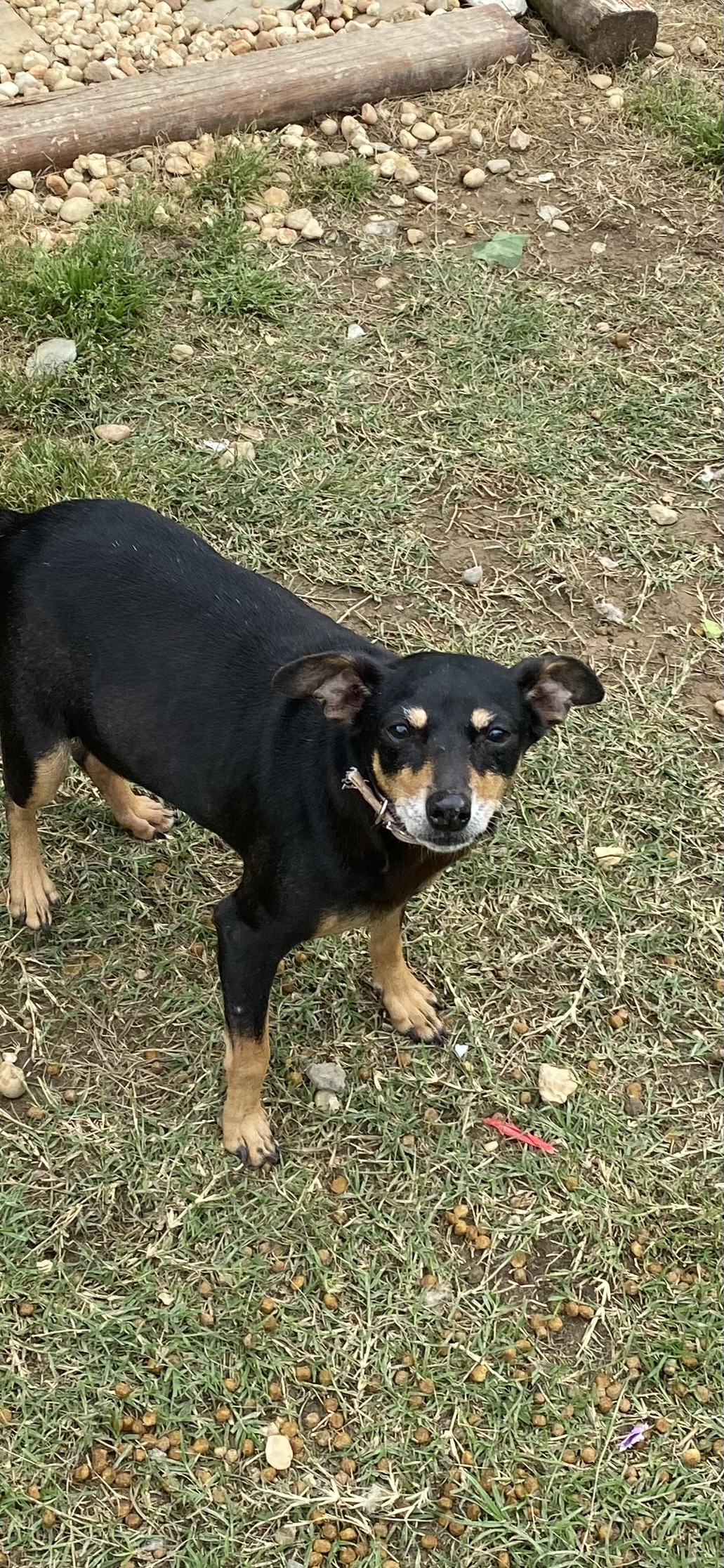 Gordo, AL Animal Shelters & Rescues