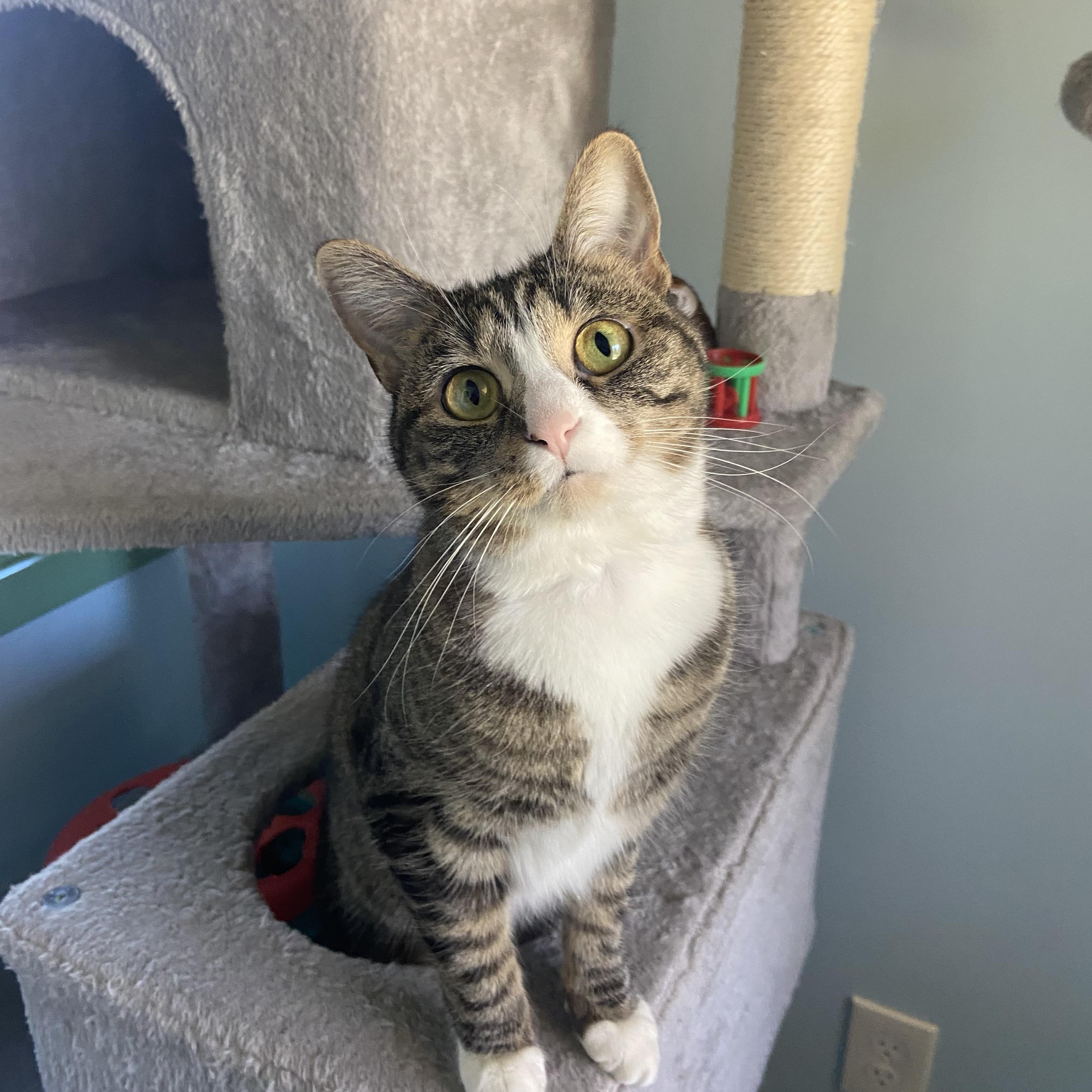 Enlarge Lola, a Adoptable Domestic Short Hair in Fairfax Station, VA image 1/5