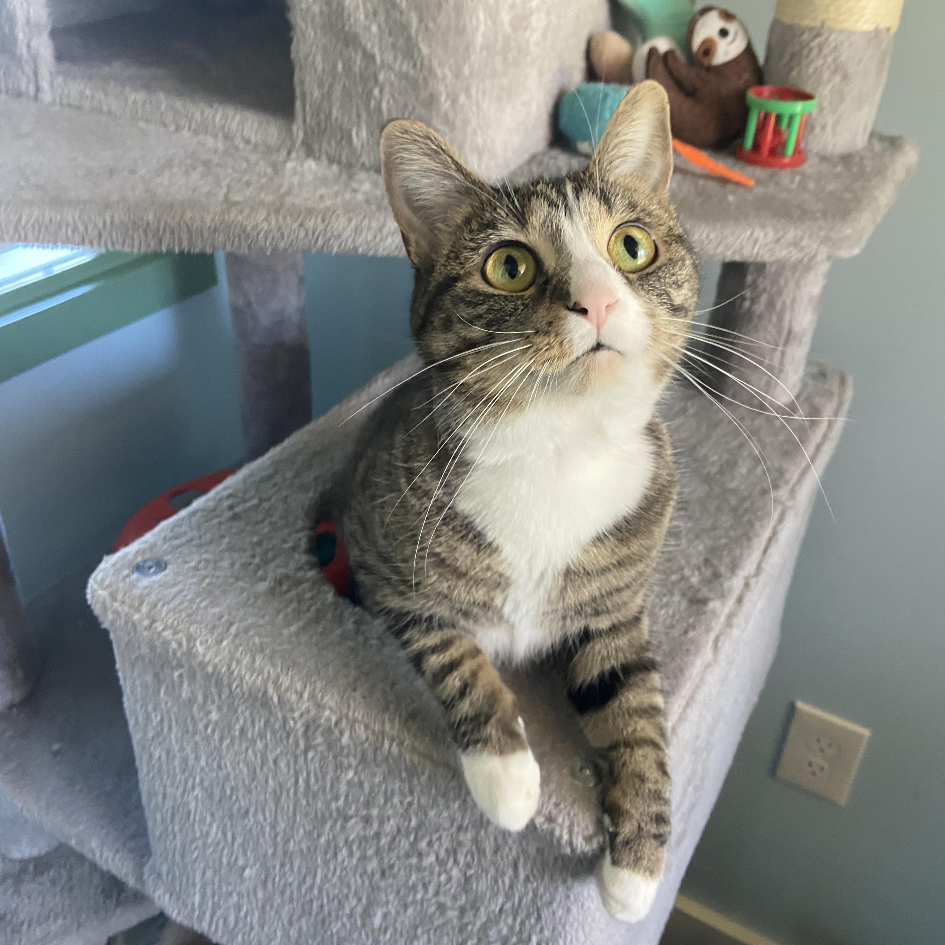 Enlarge Lola, a Adoptable Domestic Short Hair in Fairfax Station, VA image 5/5