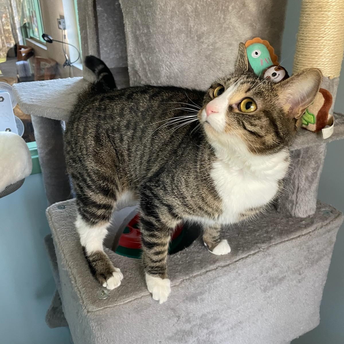 Enlarge Lola, a Adoptable Domestic Short Hair in Fairfax Station, VA image 3/5