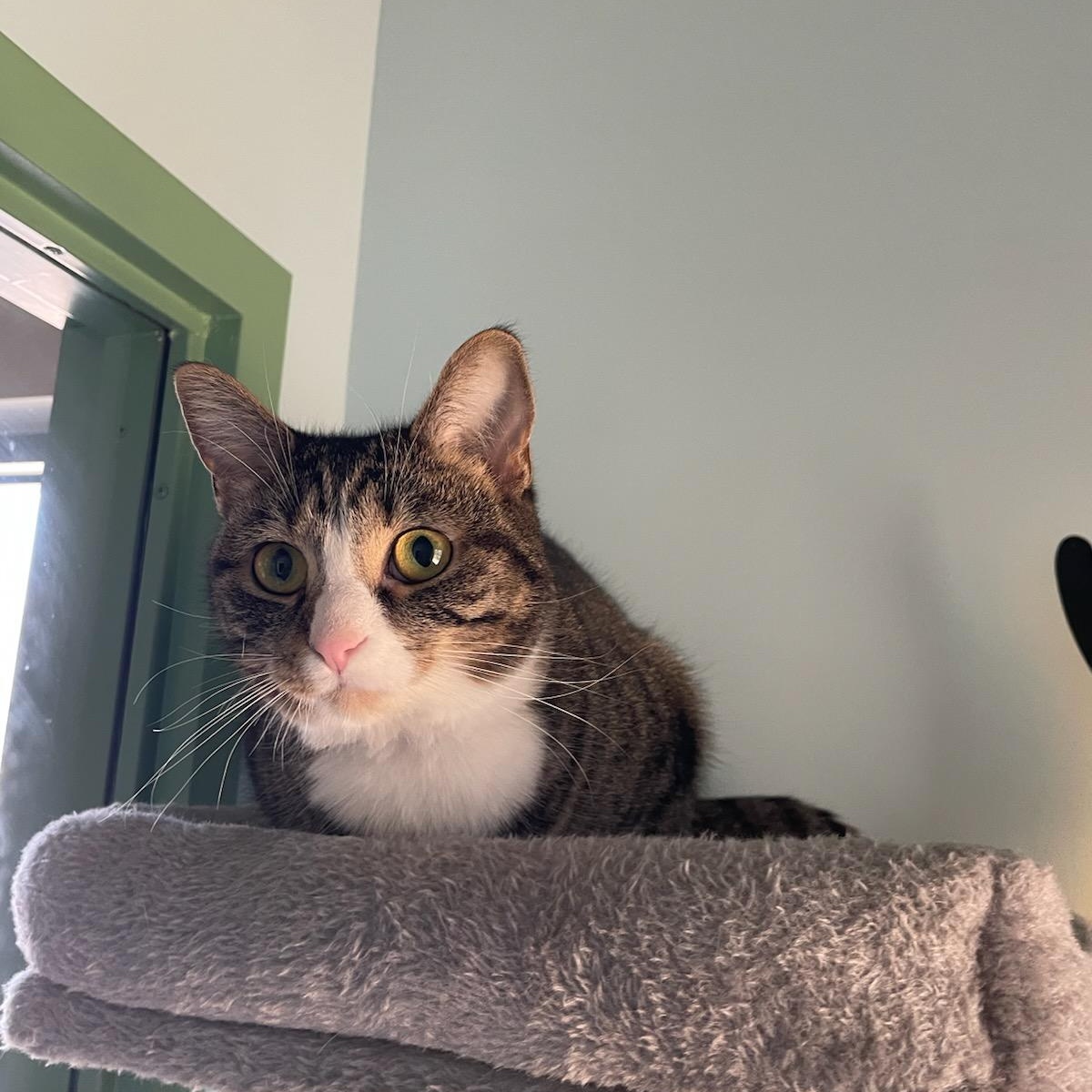 Enlarge Lola, a Adoptable Domestic Short Hair in Fairfax Station, VA image 4/5