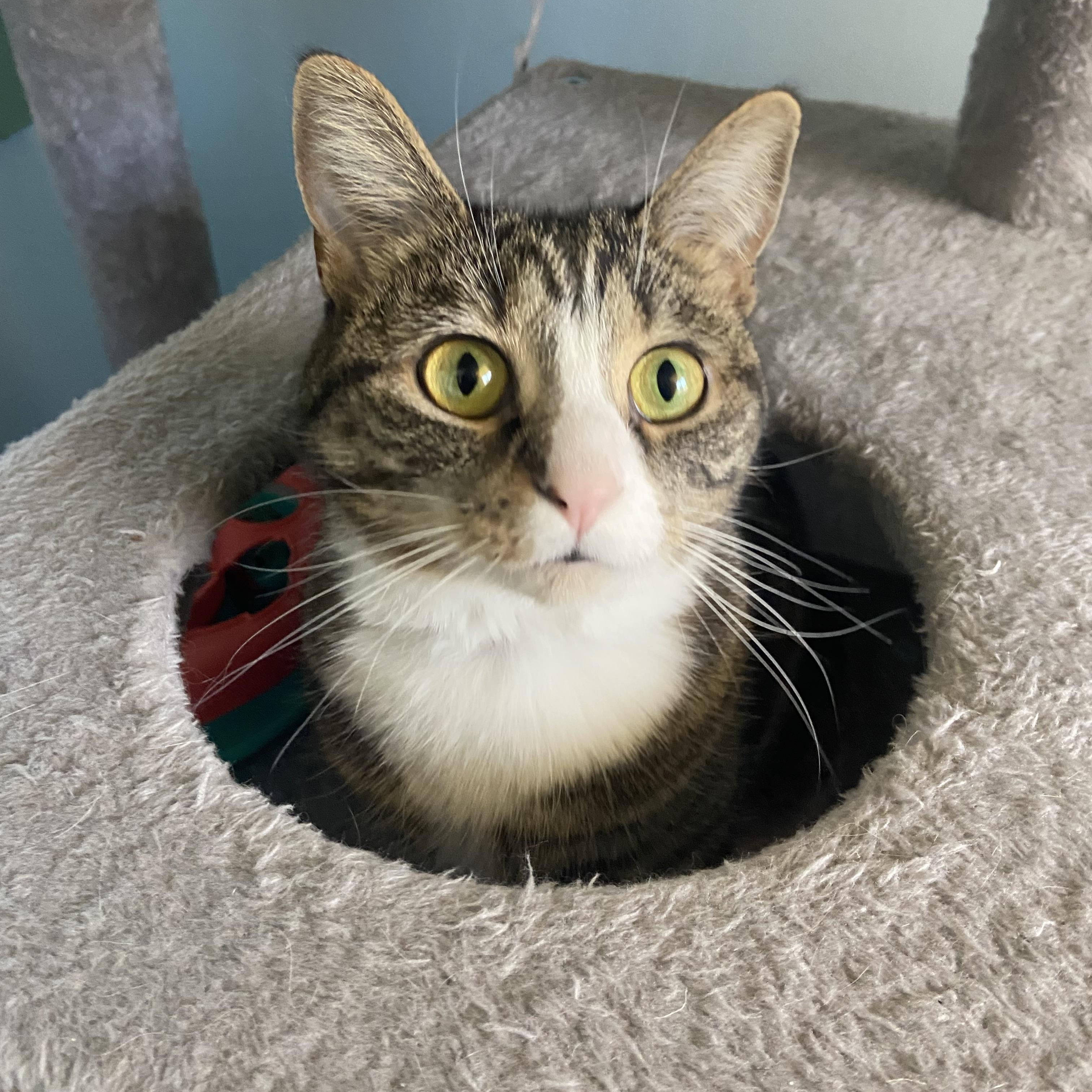 Enlarge Lola, a Adoptable Domestic Short Hair in Fairfax Station, VA image 2/5