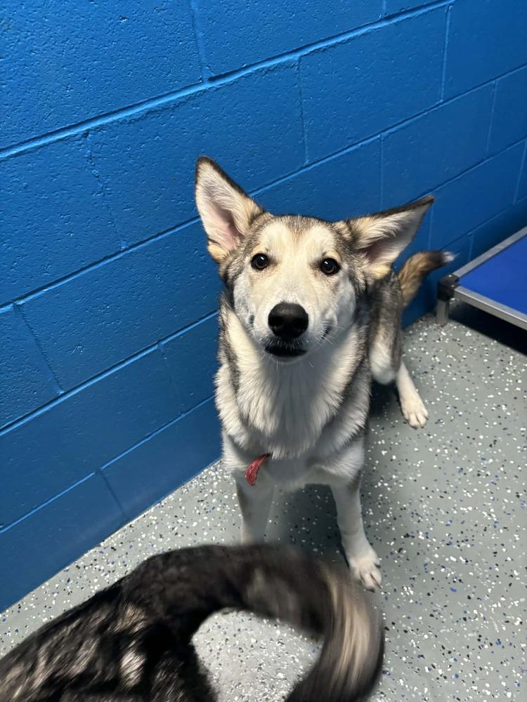 Enlarge Lady, a Adoptable mixed breed in Muskegon, MI image 1/2