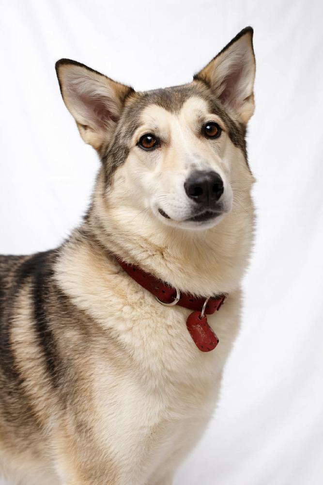 Enlarge Lady, a Adoptable mixed breed in Muskegon, MI image 3/4