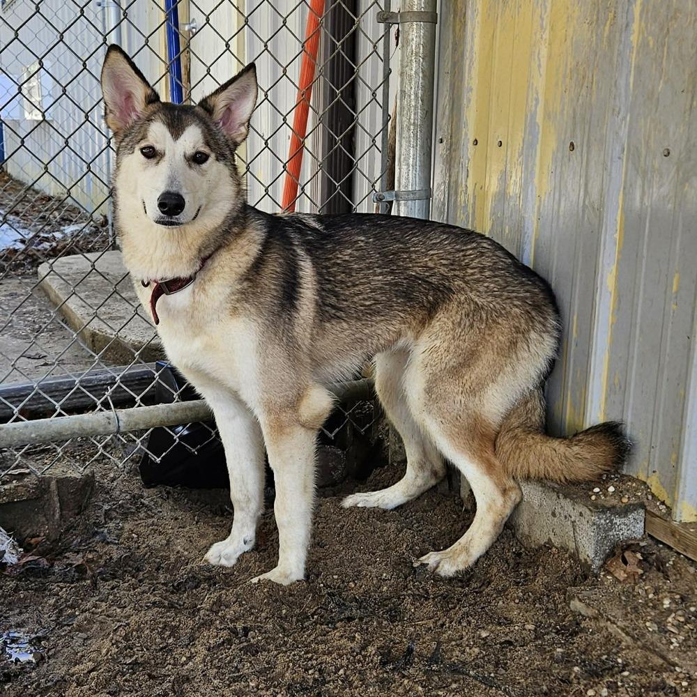 Enlarge Lady, a Adoptable mixed breed in Muskegon, MI image 4/4