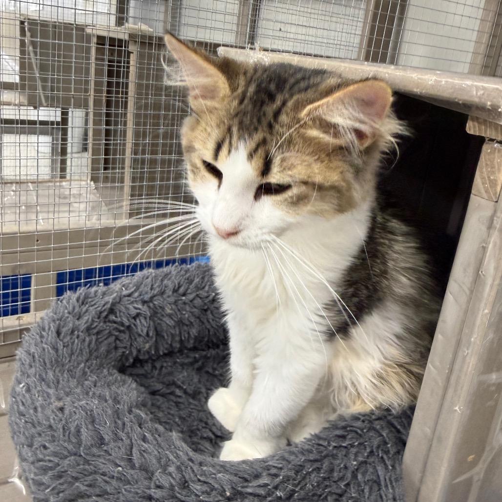 Maisie, Adoptable, Kitten Female Domestic Long Hair.