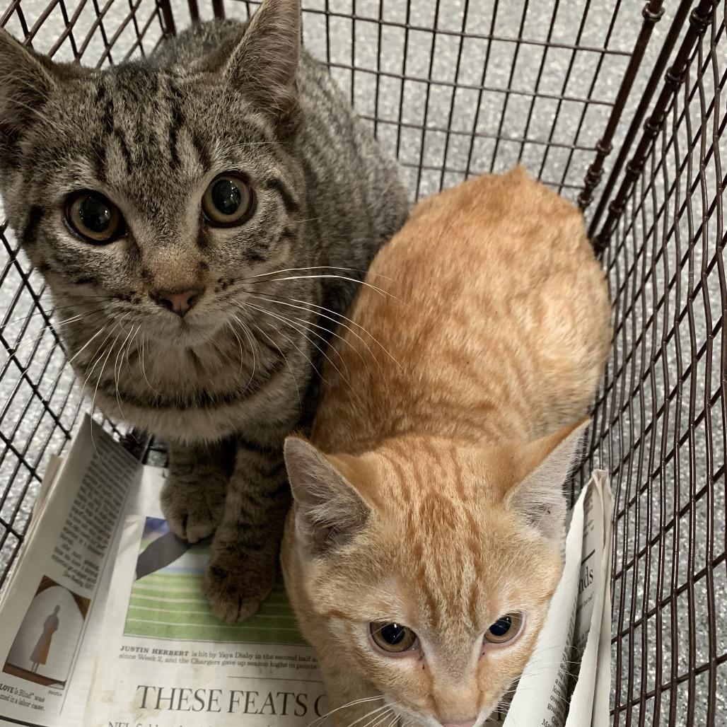 Meadowbrook — thumbnail 2