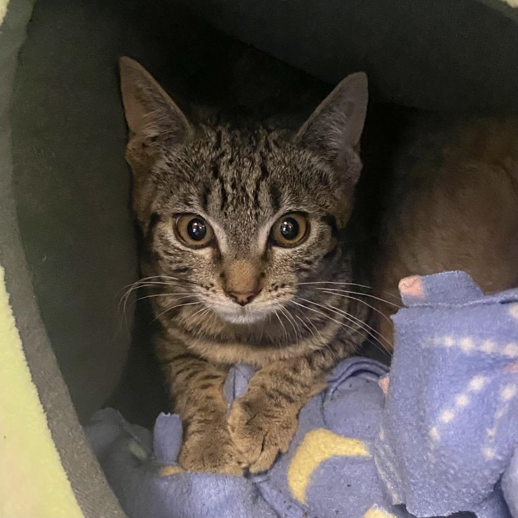 Meadowbrook — thumbnail 3