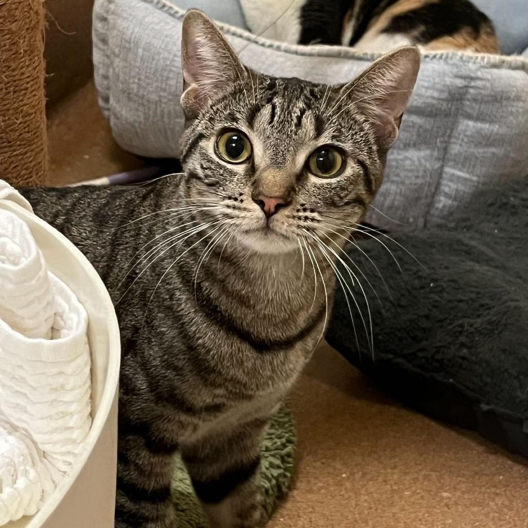 Meadowbrook — thumbnail 4