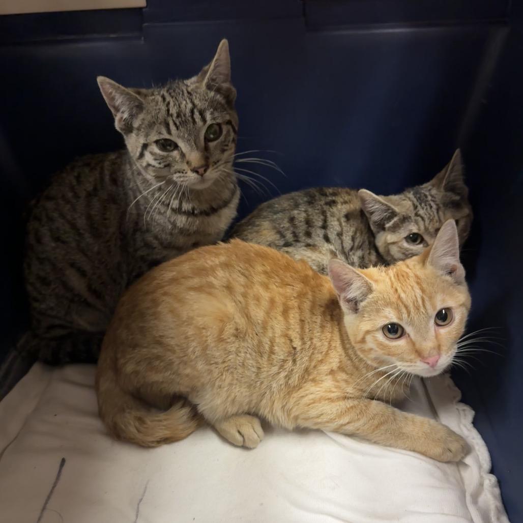 Meadowbrook — thumbnail 6