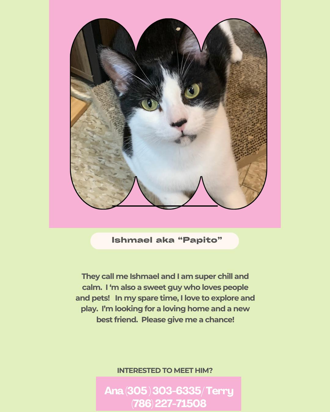 Papito, Adoptable, Adult Male Domestic Short Hair.